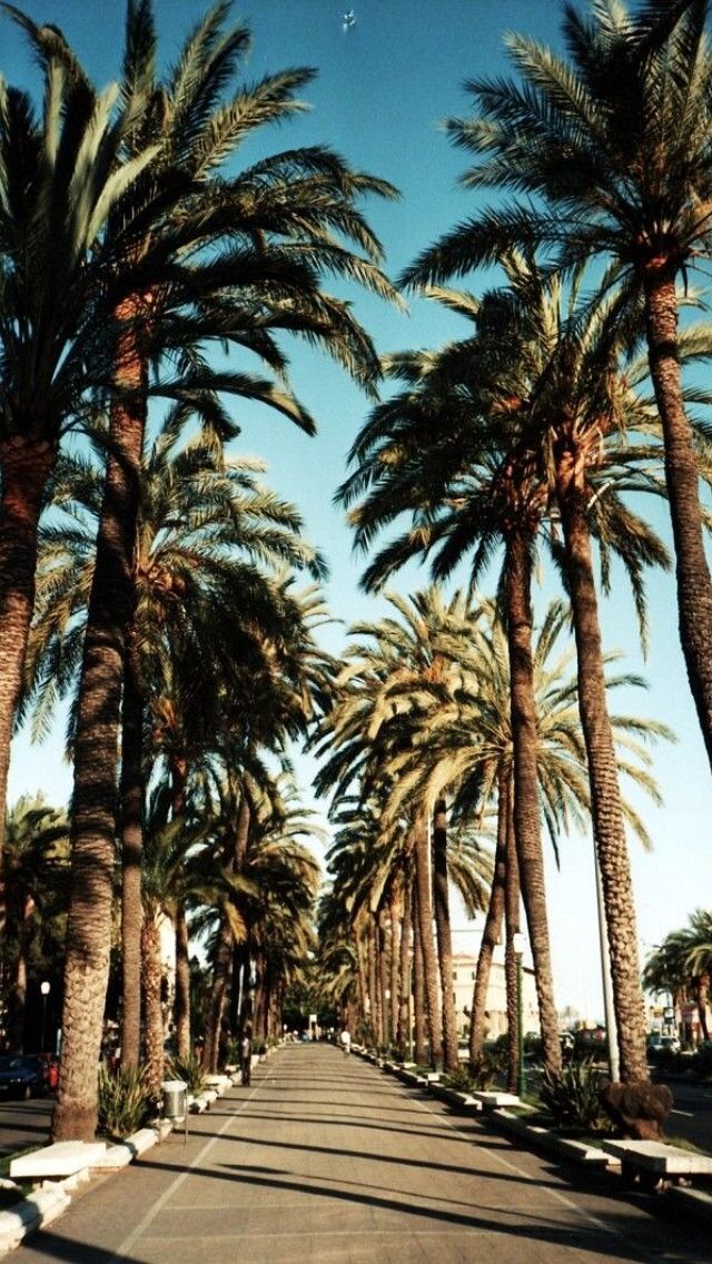 Palm Trees Street iPhone Wallpaper