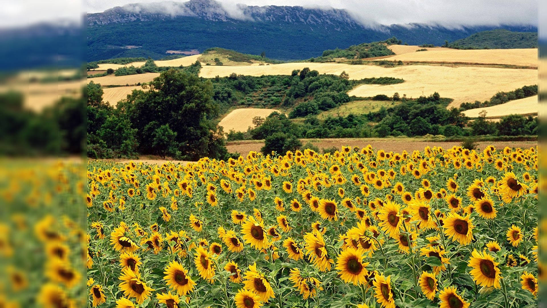 Sunflower Field Wallpaper