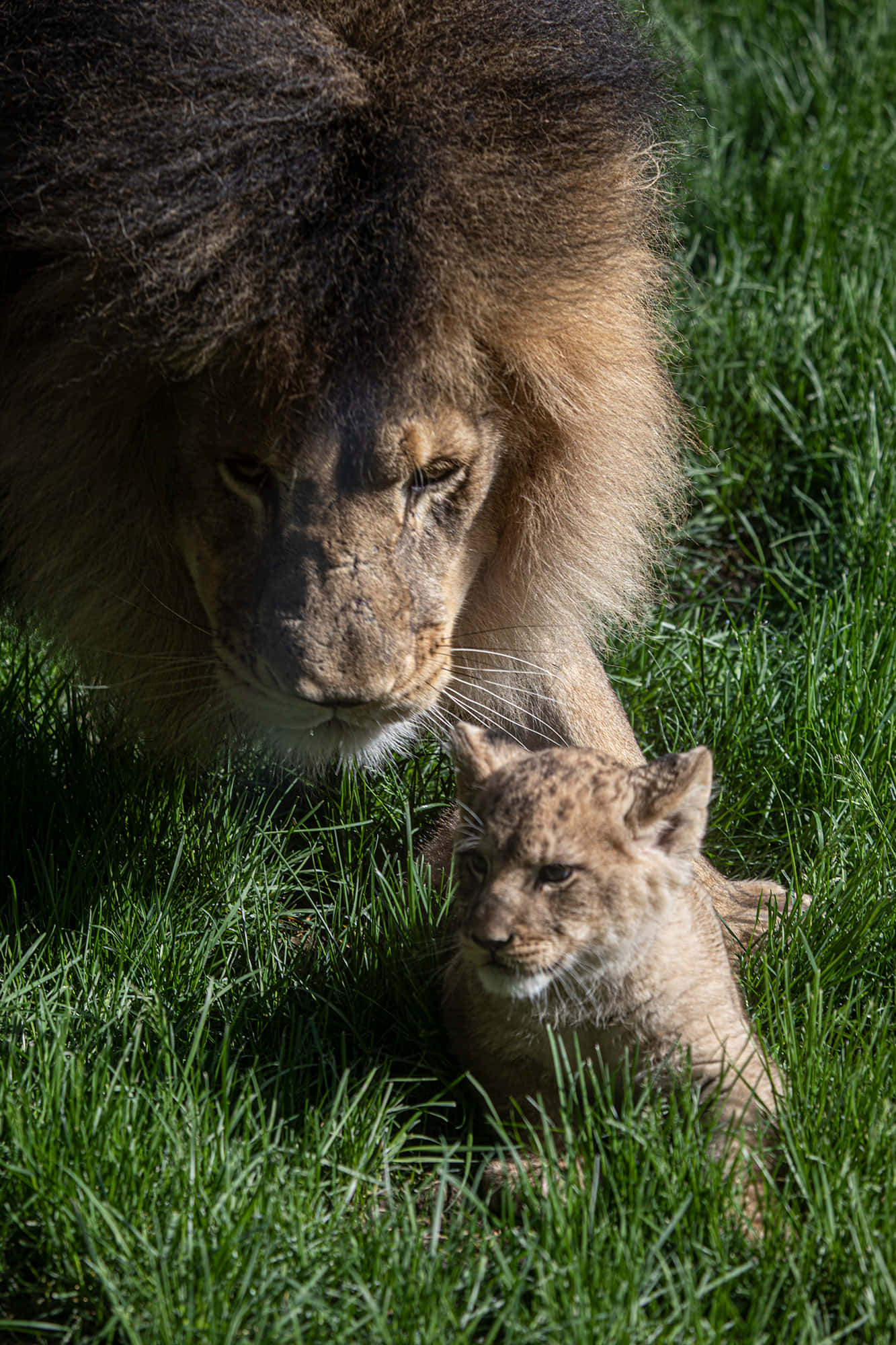 Baby Lion Picture Wallpaper