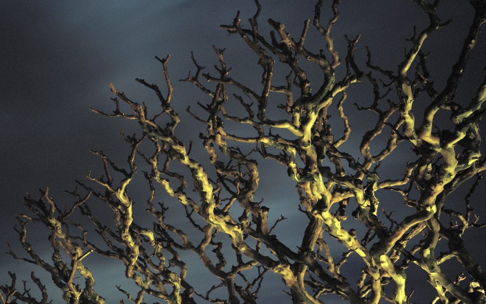 Tree Branches At Night Wallpaper