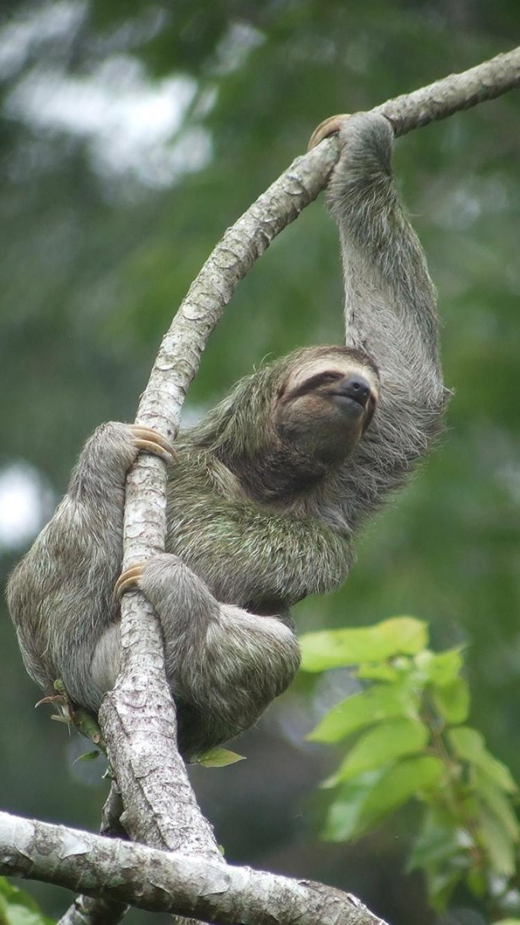 Jungle Animals Sloth Branches Wallpaper