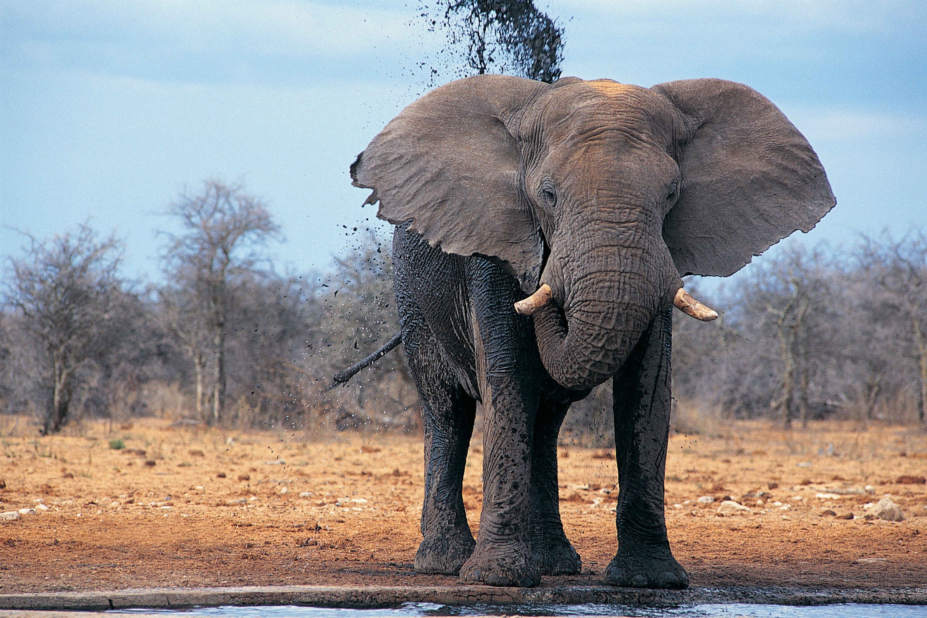 African Elephant Wallpaper