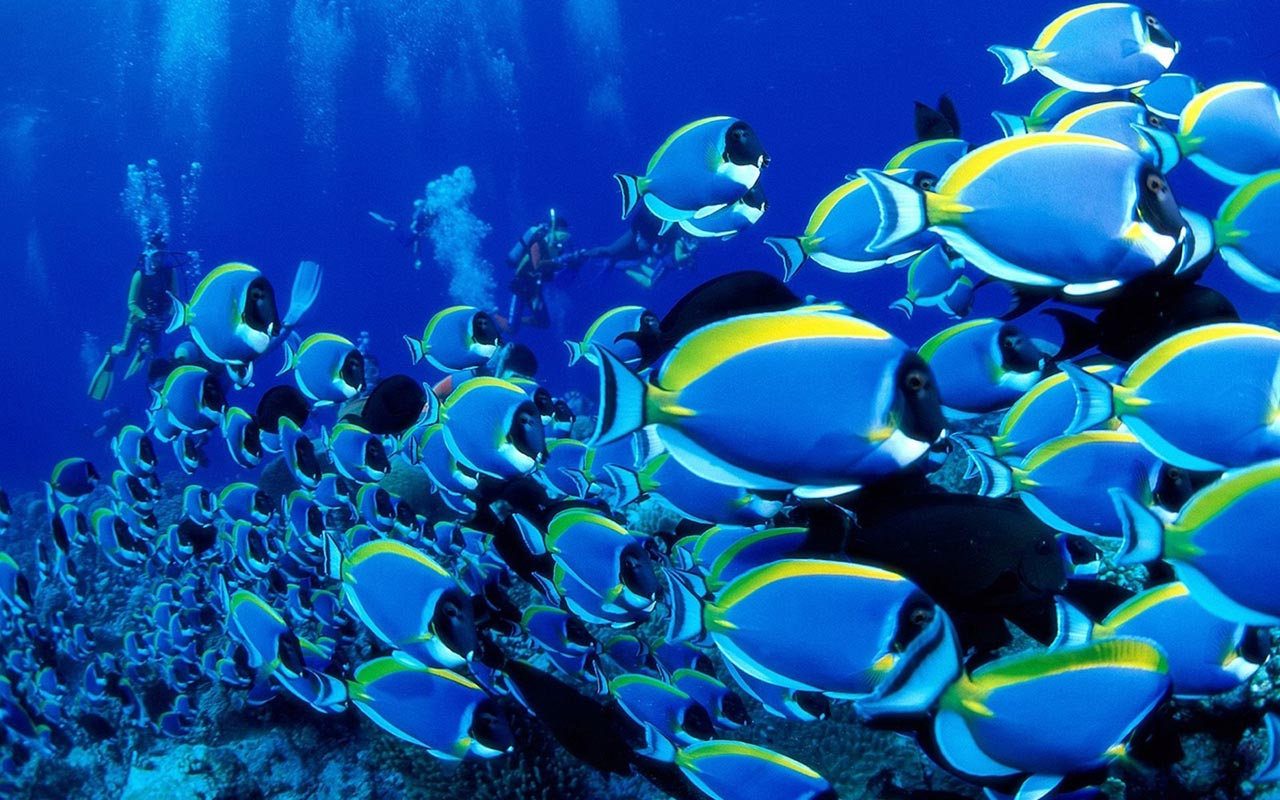 Blue Fish HD Widescreen Pixel Nature Wallpaper