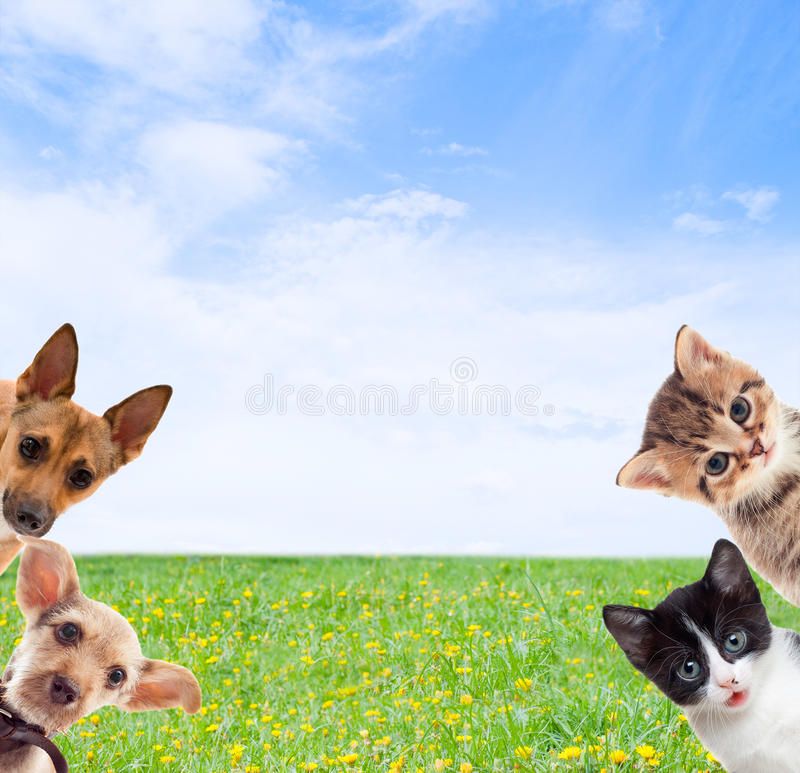 Pets On A Background Of Green Grass Affiliate