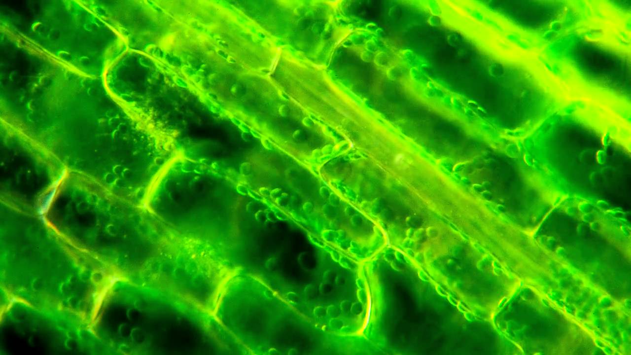 March Of The Chloroplasts Cytoplasmic Streaming In Elodea