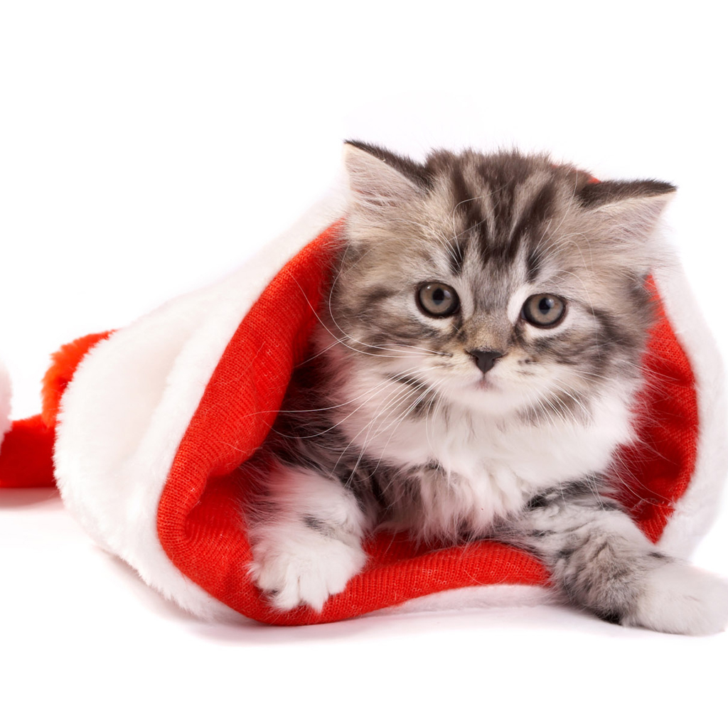 Christmas Pets iPad Wallpaper Cats