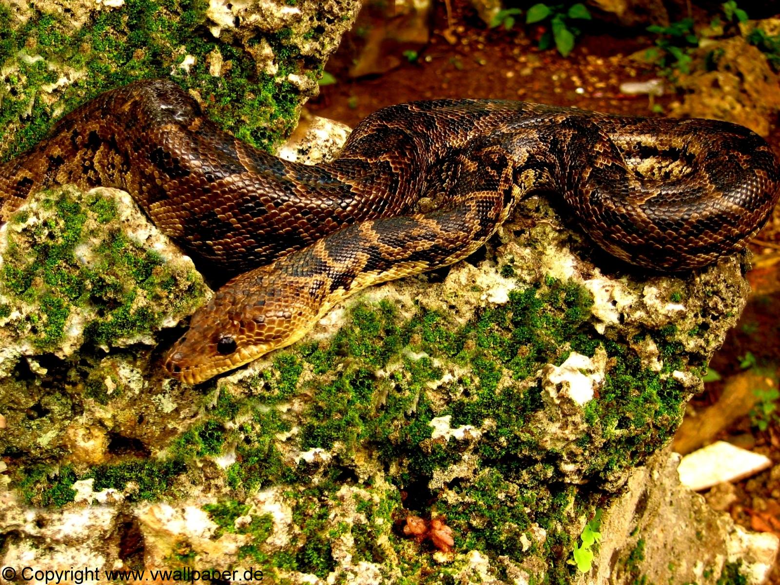 Nature Snake Desktop Wallpaper Gratis Natur Schlangen