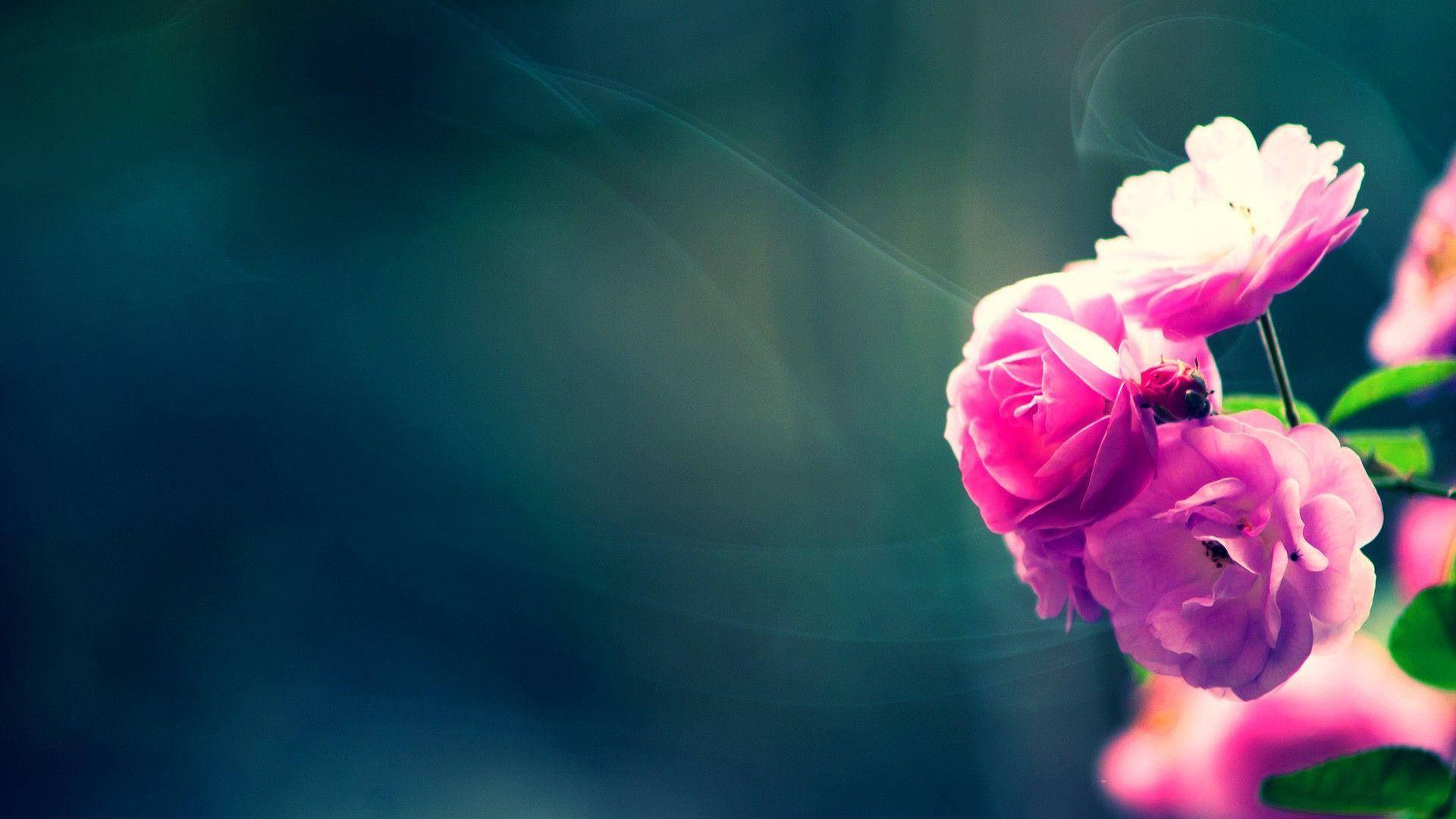 Flower HD Wallpaper