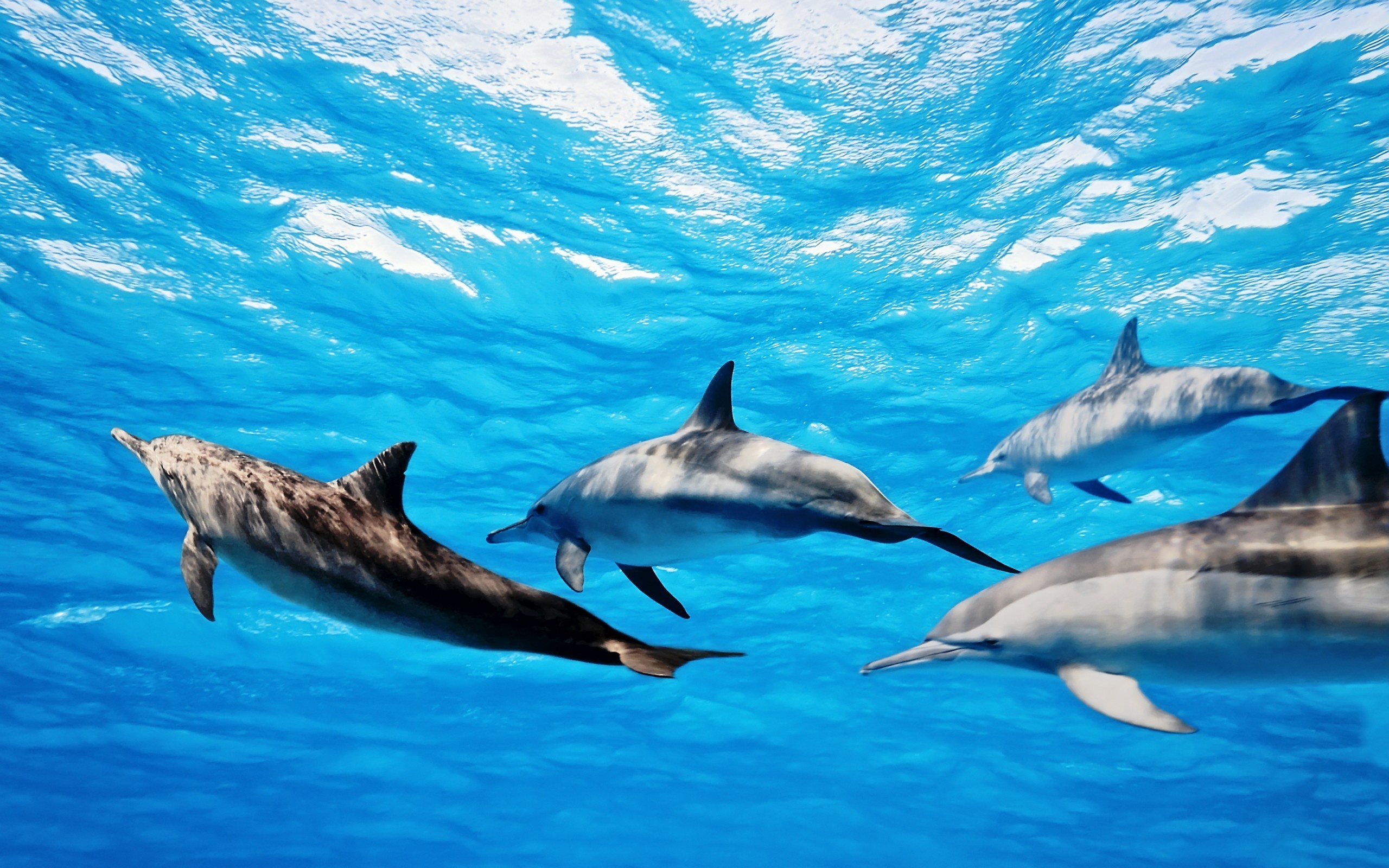 Dolphins Wallpaper Background HD