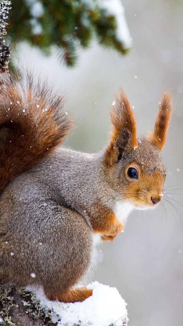 Wallpaper Squirrel Cute Animals Winter 5k