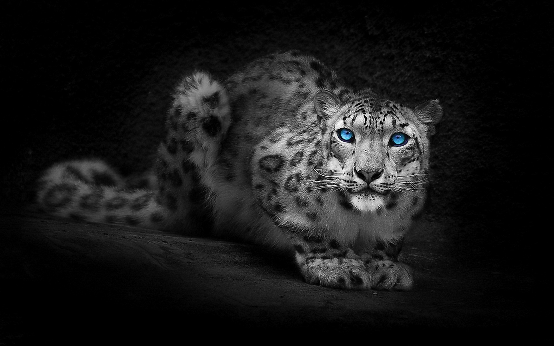 A stunning snow leopard with piercing blue eyes, crouched in a dramatic pose against a dark background