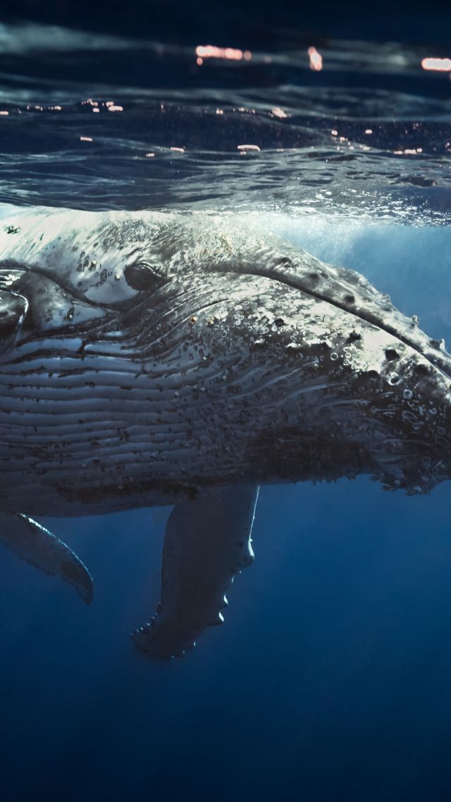 Sea Shepherd Donate HD Wallpaper Wallpapertip