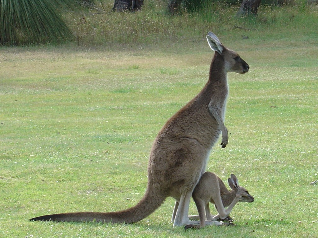 Australian Joey S Image Kangaroo With Wallpaper Photos