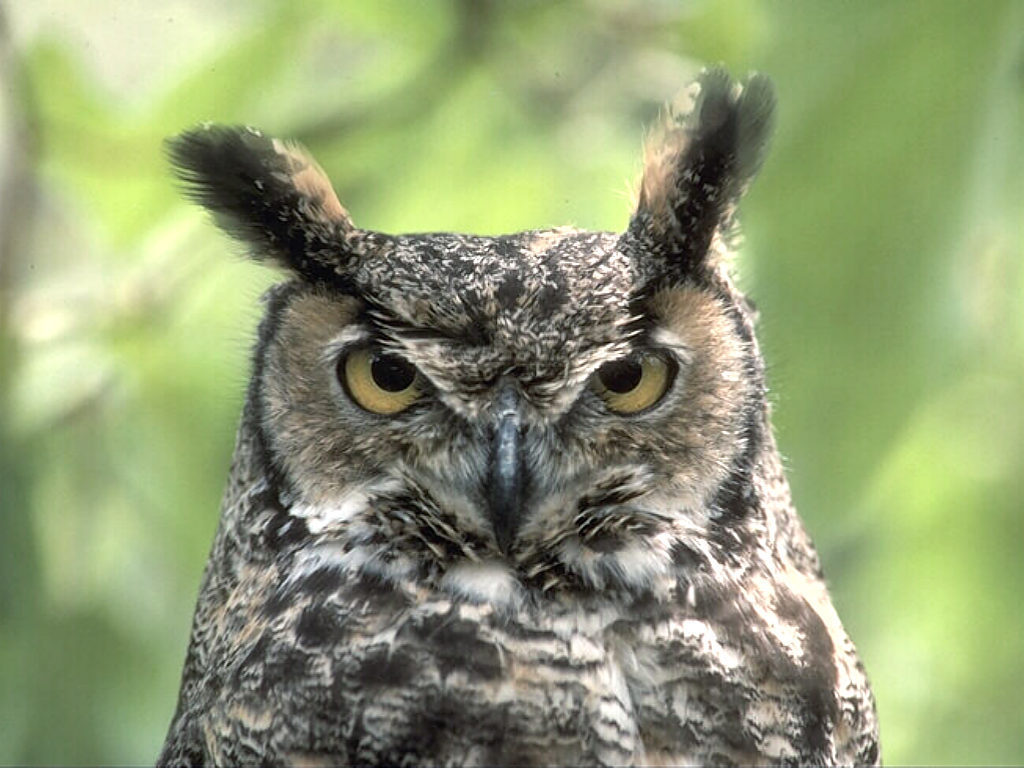 Tuffed Ear Owl Owls Wallpaper