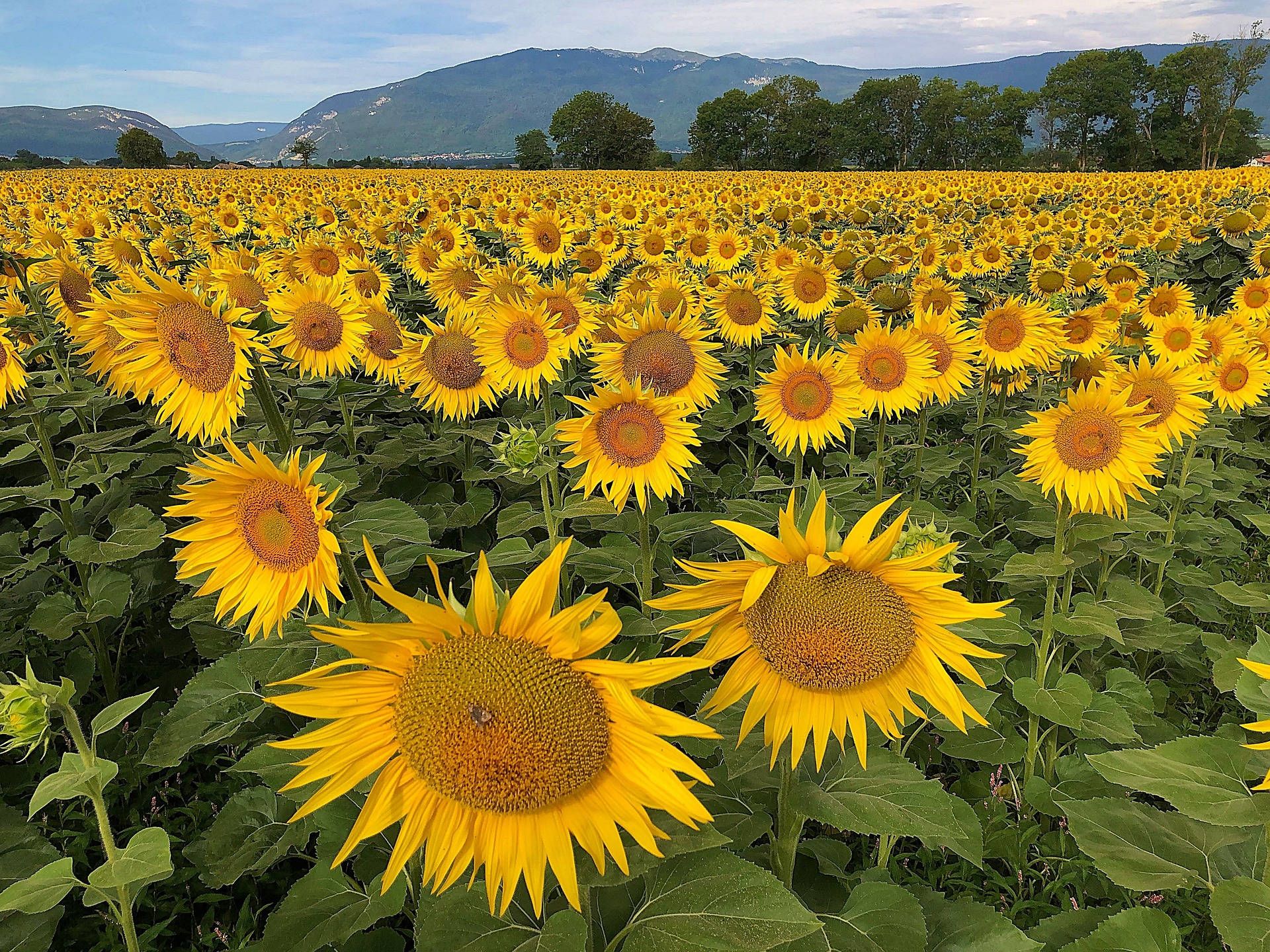 Sunflower Field Wallpaper