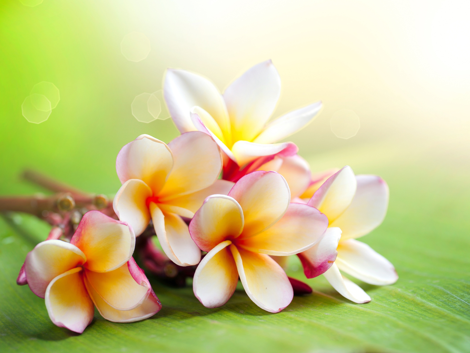 Hawaiian Flower Wallpaper   HD Wallpaperia