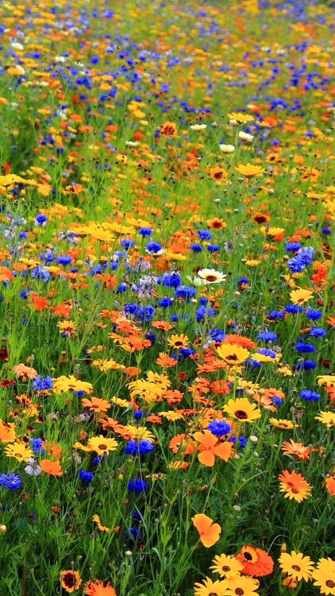 Wildflowers Wallpaper