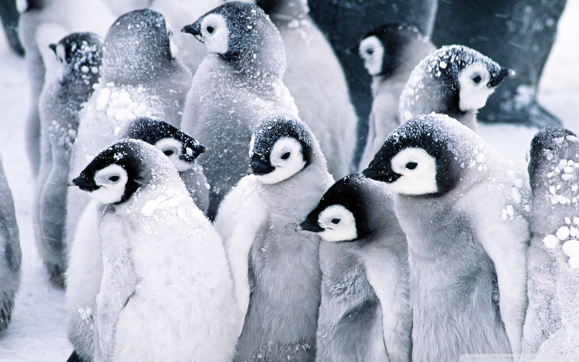 Penguin Wallpaper Screensavers Image