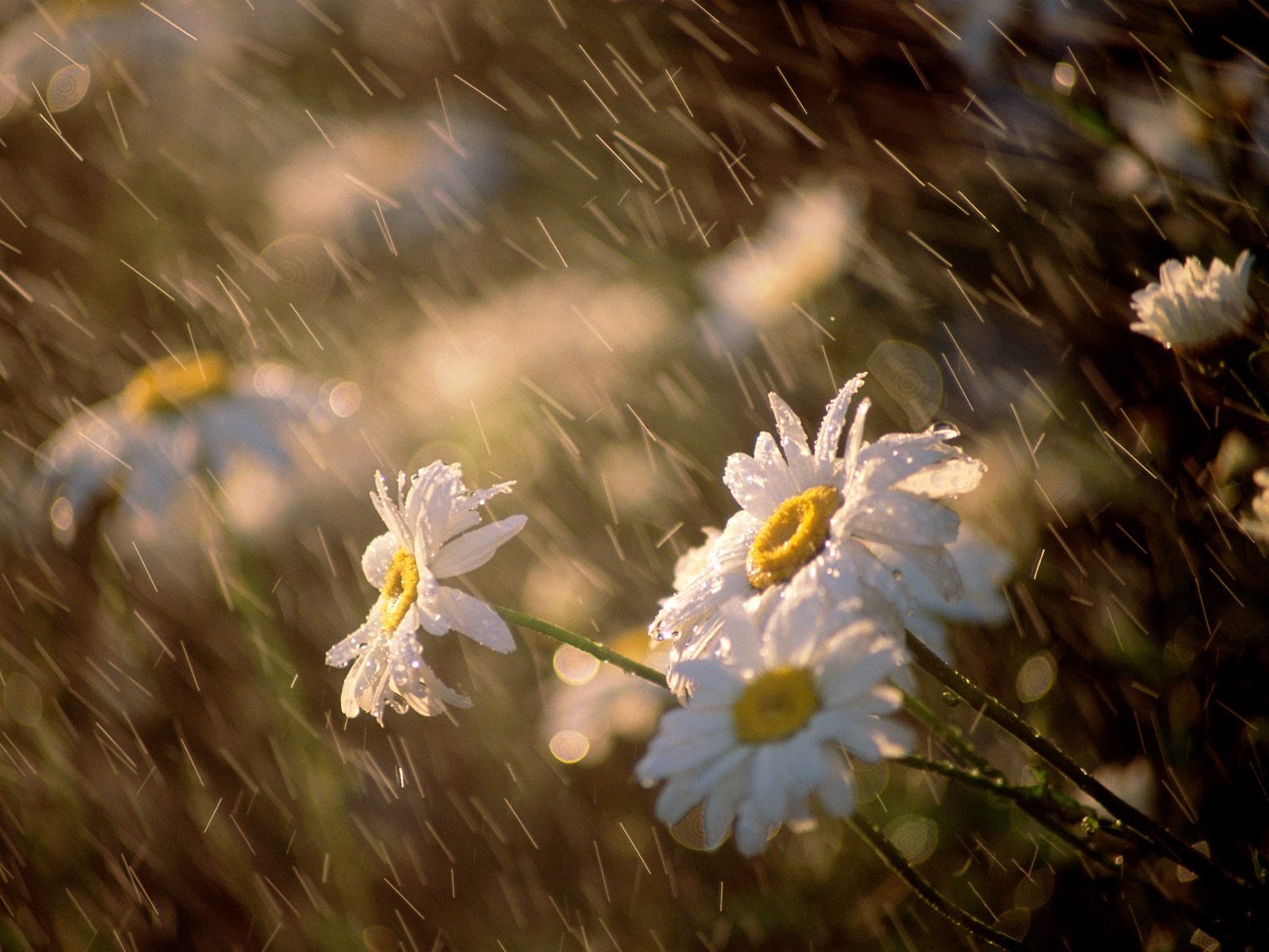 Rain Falling HD Wallpaper Pictures Image Background