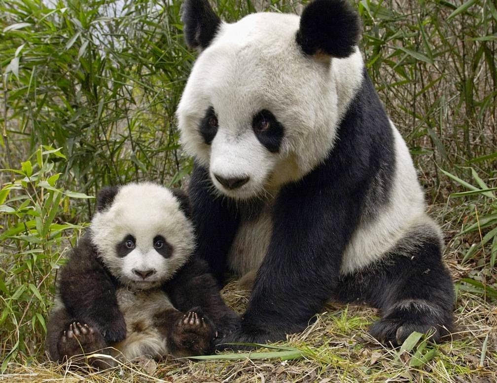 panda bear cubs cute