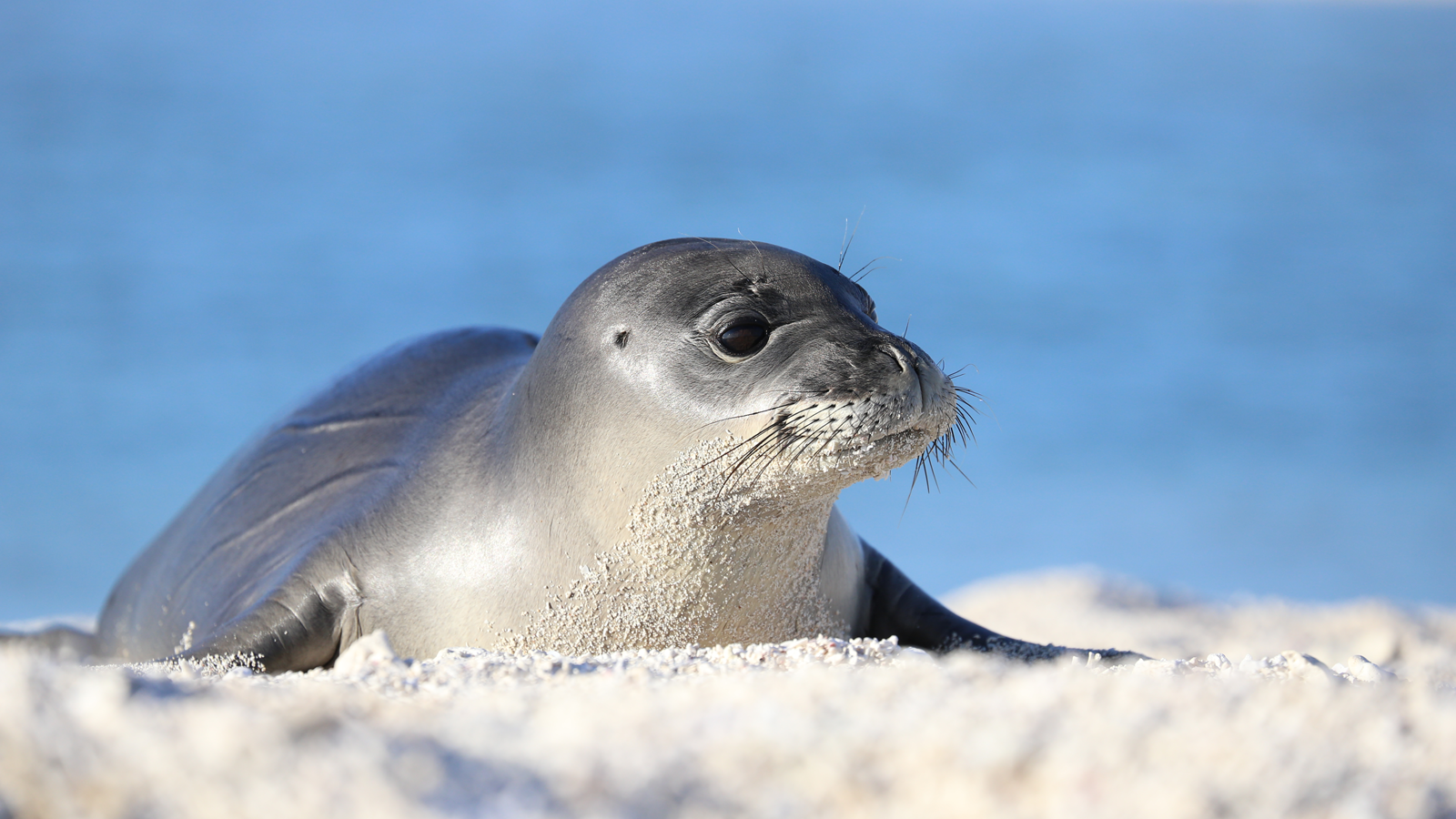Monk Seal Wallpaper