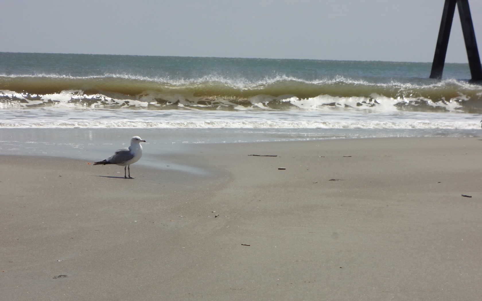 Tybee Island Image Crazy Gallery For