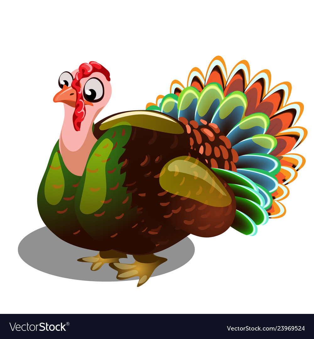 Fat Gobbler Isolated On White Background Vector Image