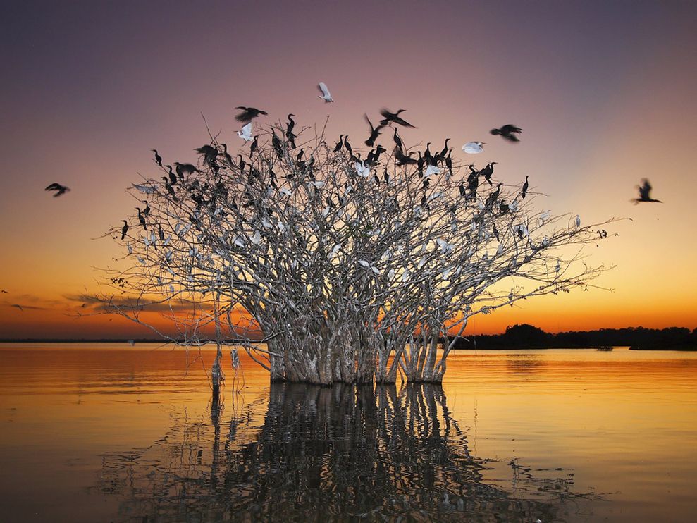 Birds Photo Brazil Wallpaper National Geographic Of The Day