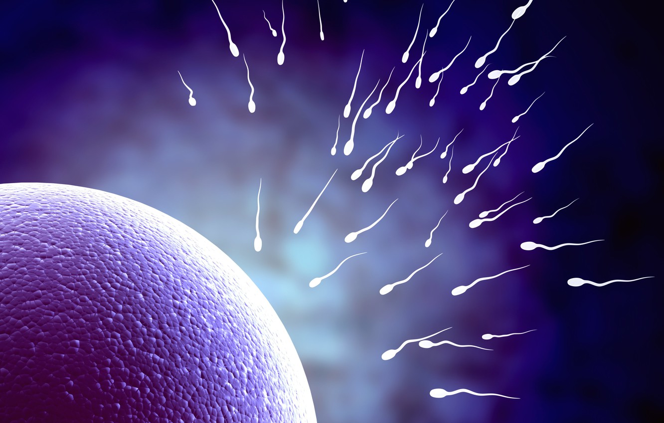 Wallpaper Life Egg Fertility Sperm Image For Desktop Section
