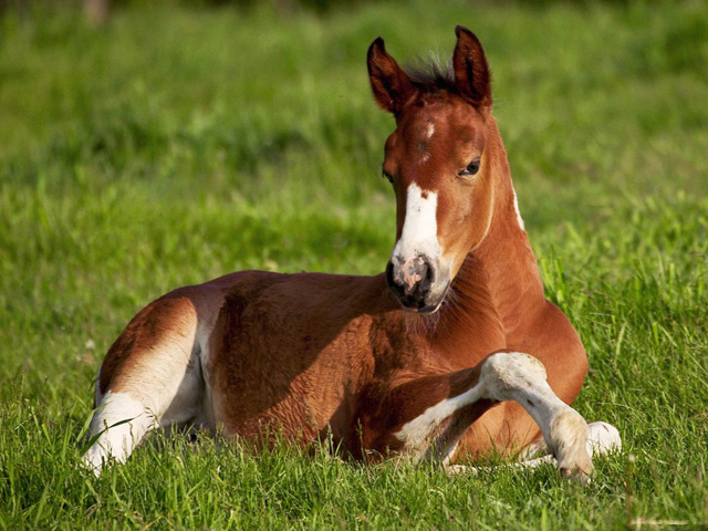 American Paint Foal Laying Down Horse Iowa