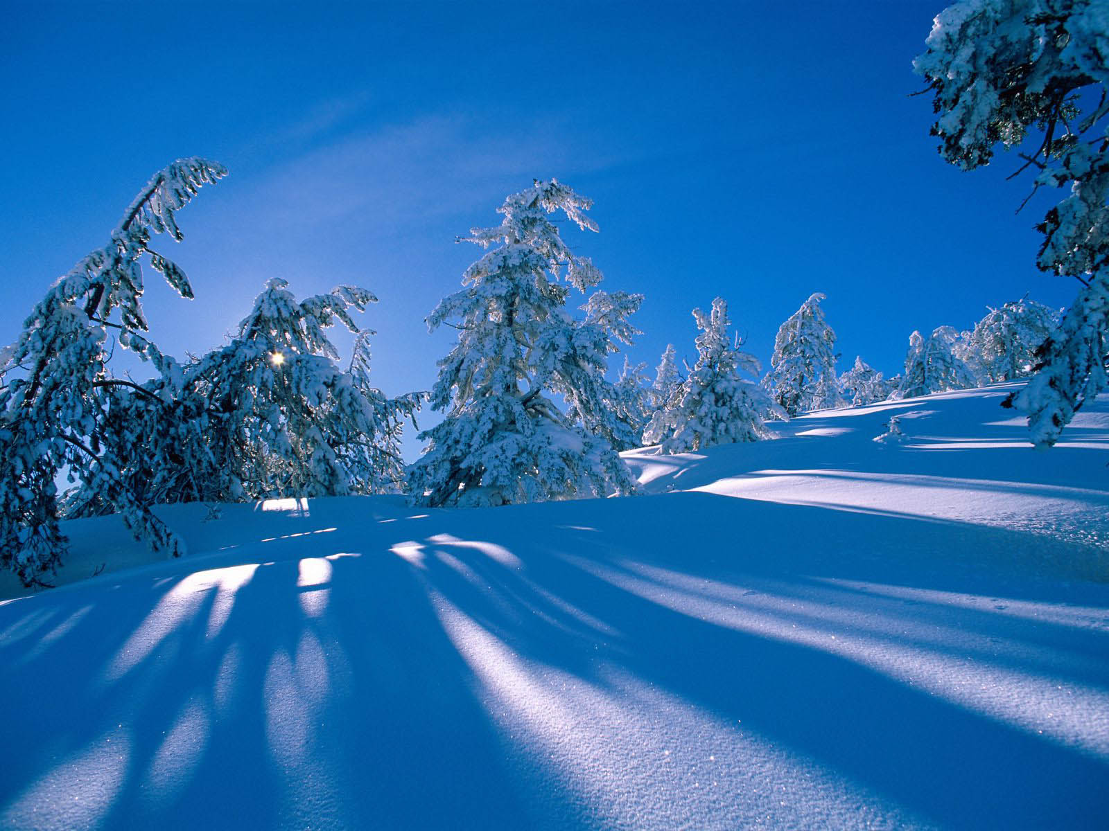 Snow-covered trees on a sunny winter day