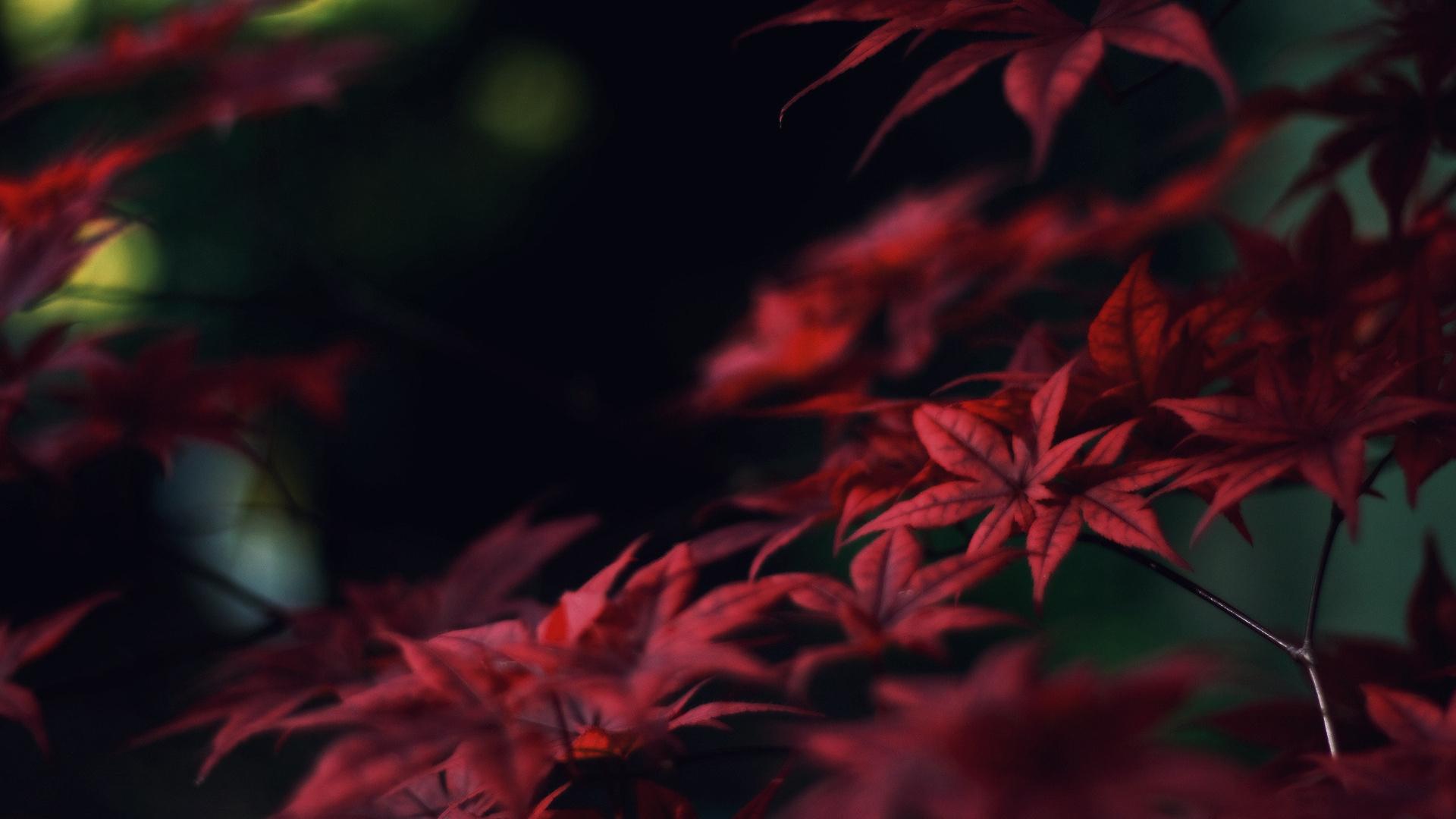 Crimson Leaves HD Wallpaper