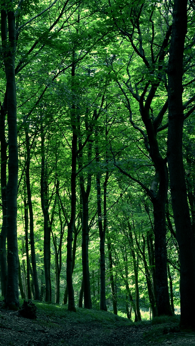 Green Forest Tree iPhone 5s Wallpaper