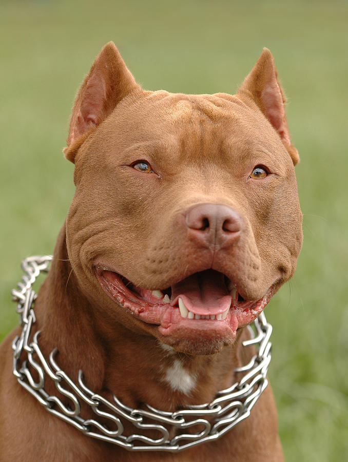 Amstaff Photograph Pitbull Red Nose Dog Portrait By Waldek Dabrowski