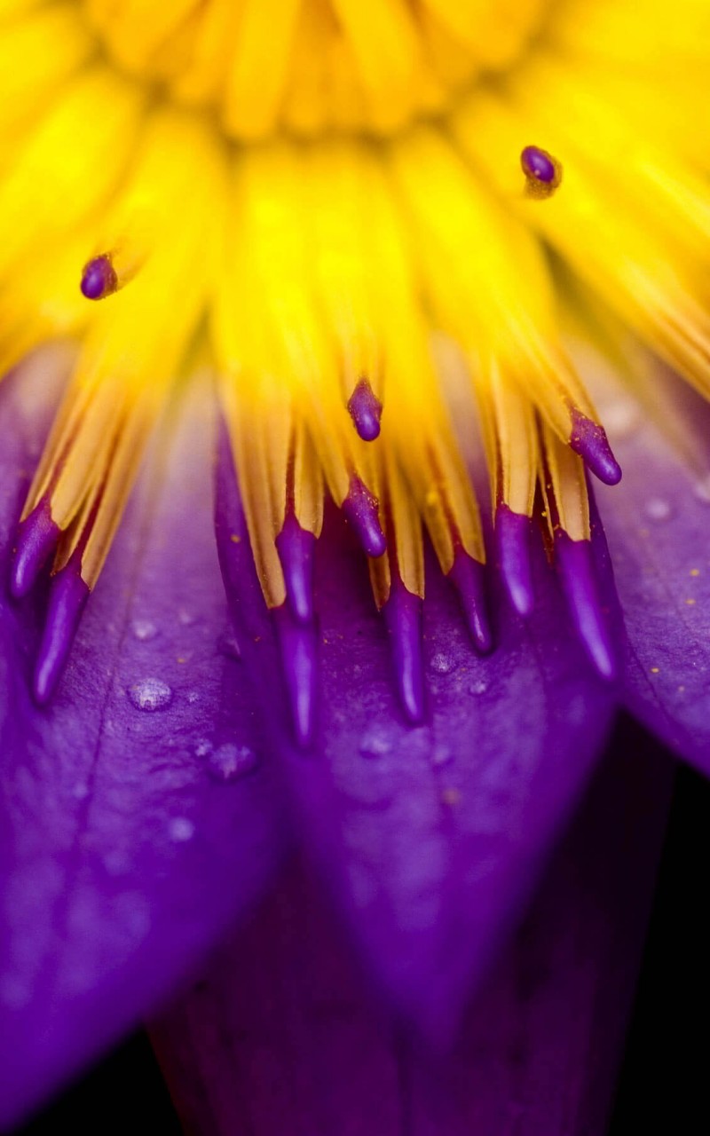 Purple Water Lily Flower HD Wallpaper For Kindle Fire