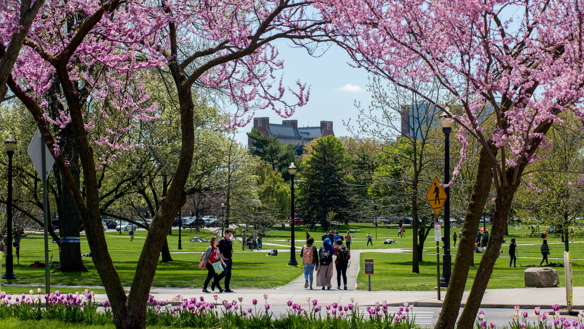 Ohio State University Wallpaper