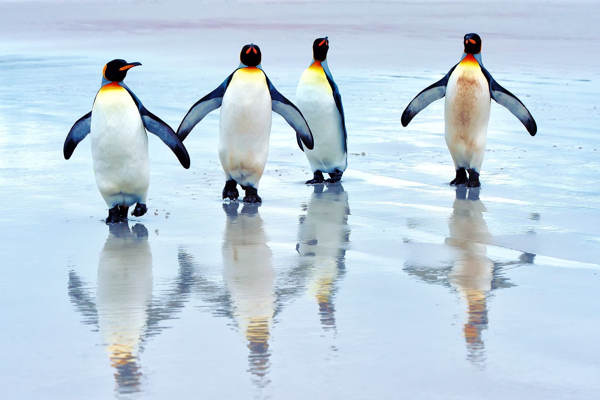Four Cute Penguin Wallpaper For Windows Ahaa Penguins