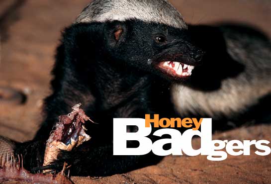 Check Out This Video It Shows How Badass The Honey Badger Is