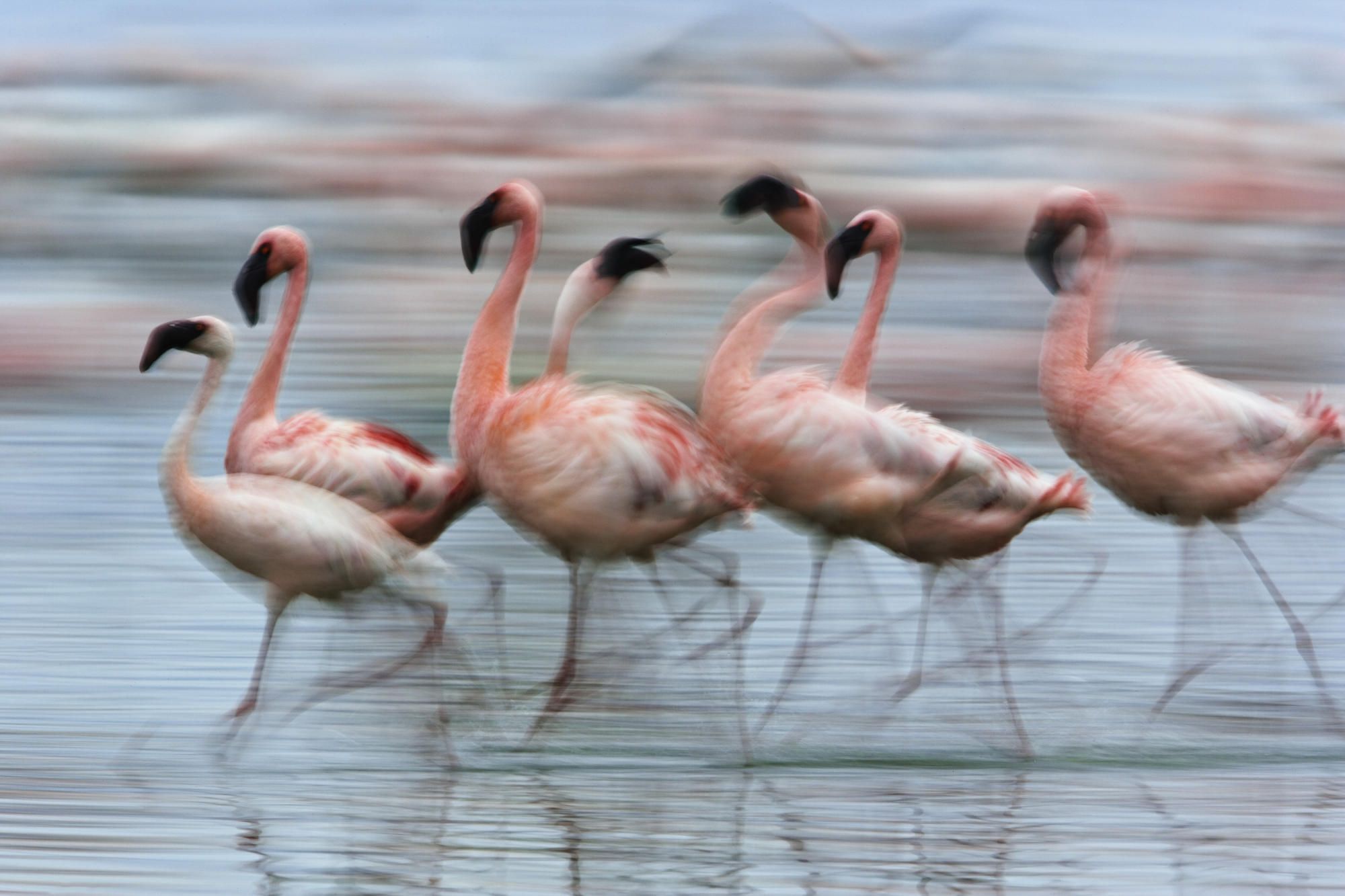 Lesser Flamingos In Motion Lake Nakuru National Park Kenya HD