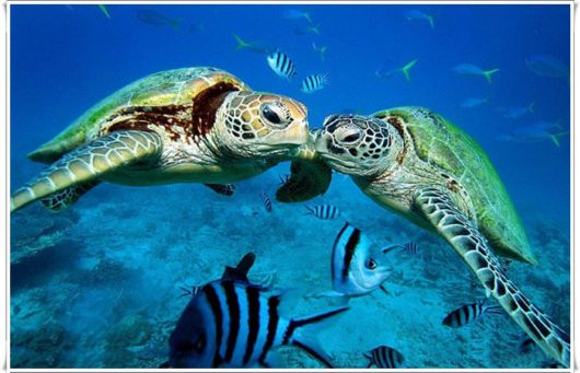 Cute Sea Turtle A2z Wallpaper
