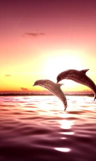 Sunset Dolphin Live Wallpaper App For Android By The Go Theme World