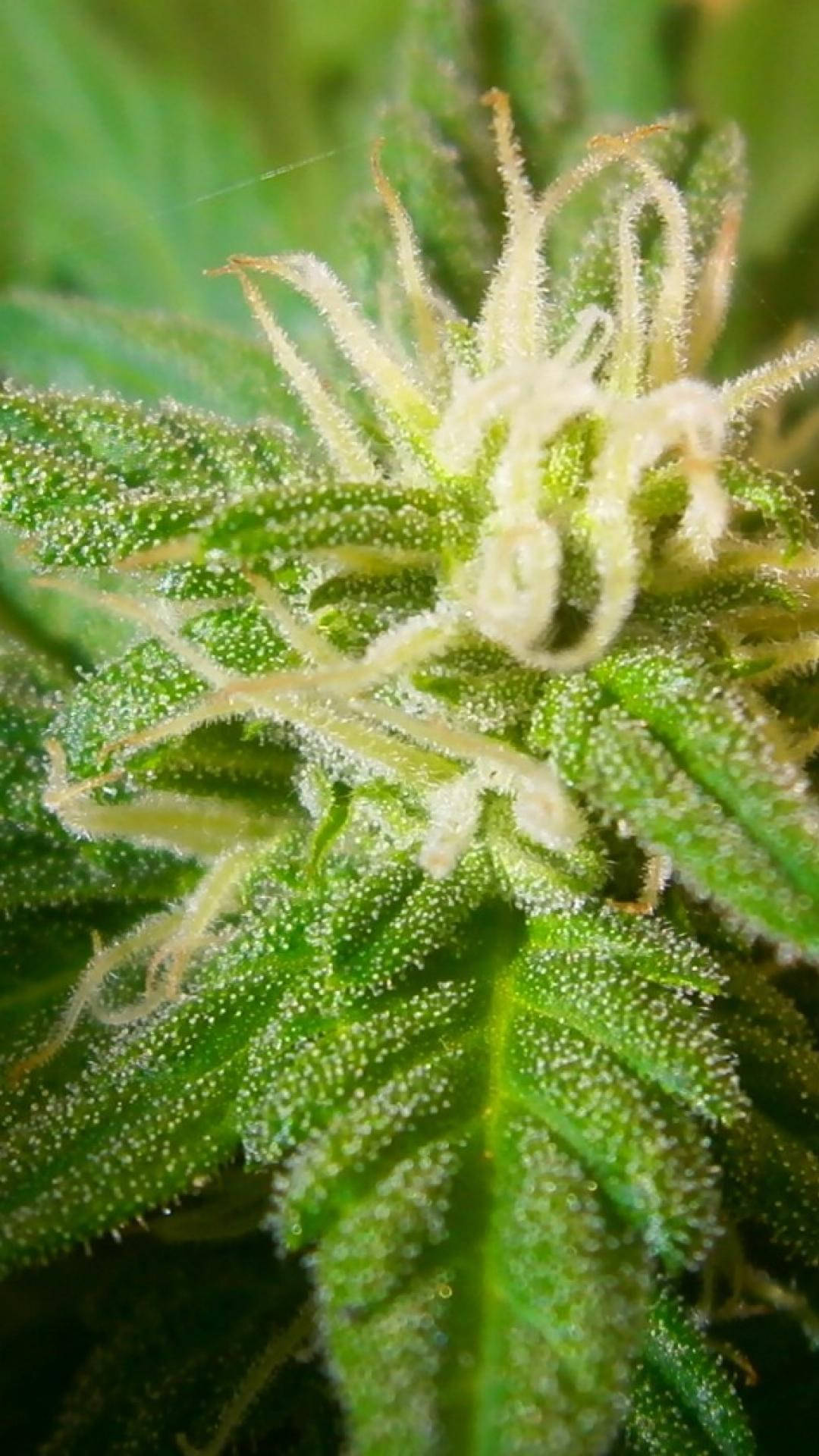 Weed Aesthetic Wallpaper