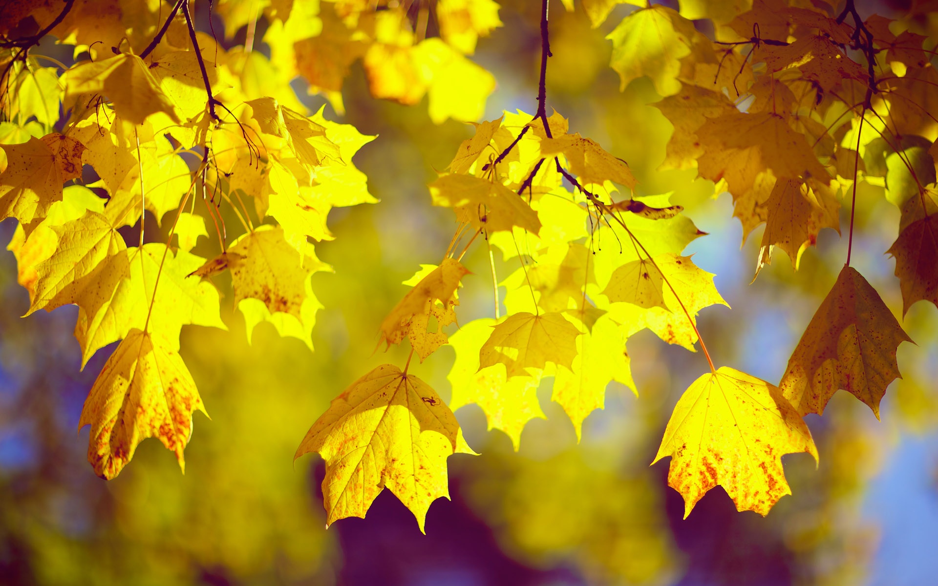 Fall leaves 1920x1200 wallpaper download page 509402