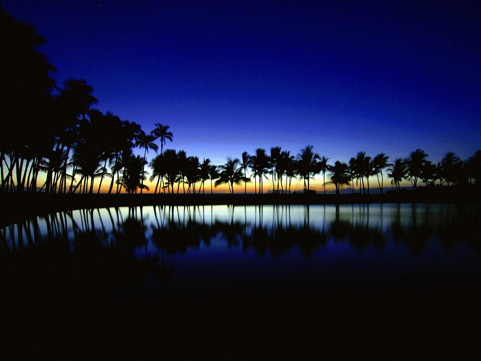 Palm Silhouette Big Island Hawaii Wallpaper HD