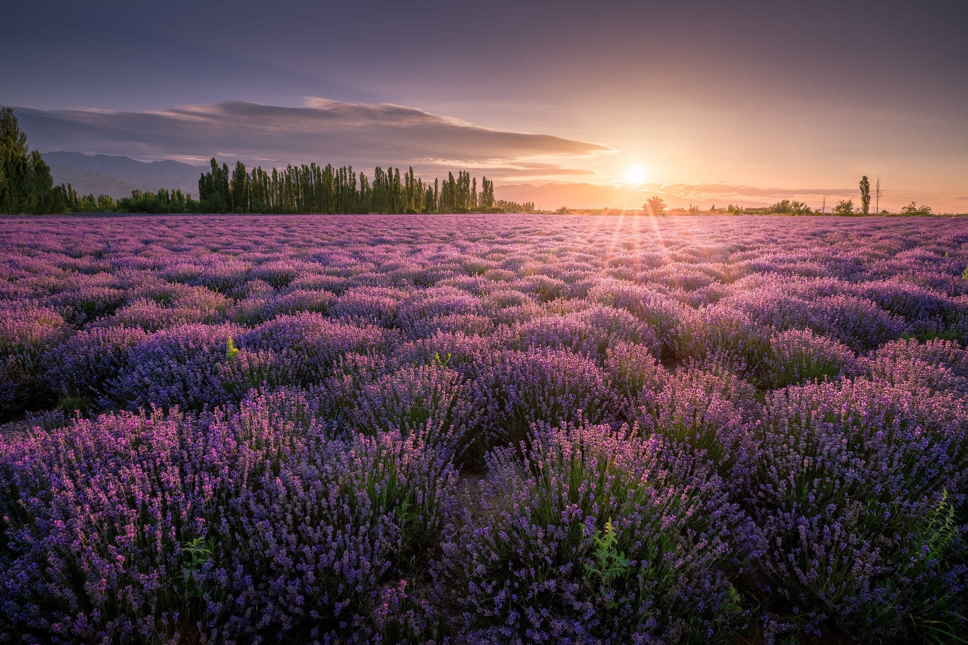 Lavender Desktop Wallpaper