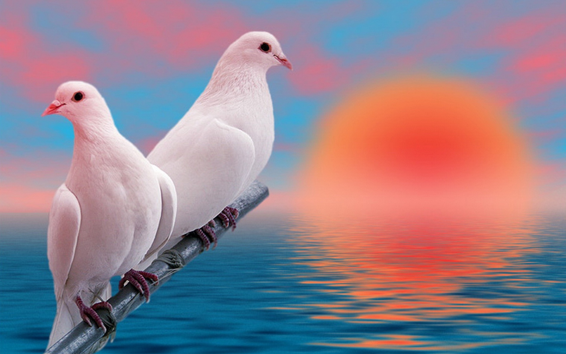 Free Download Beautiful White Love Birds Hd Wallpapers Rocks - 