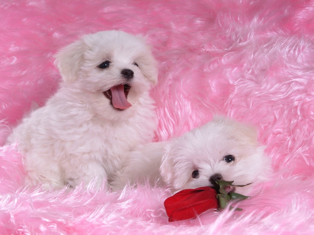 Cute Puppy Names Cool HD Wallpaper Hivewallpaper