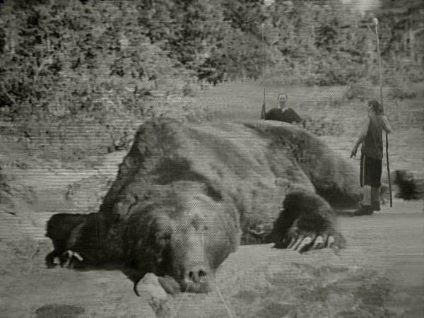 Giant Kodiak Bear Image Only