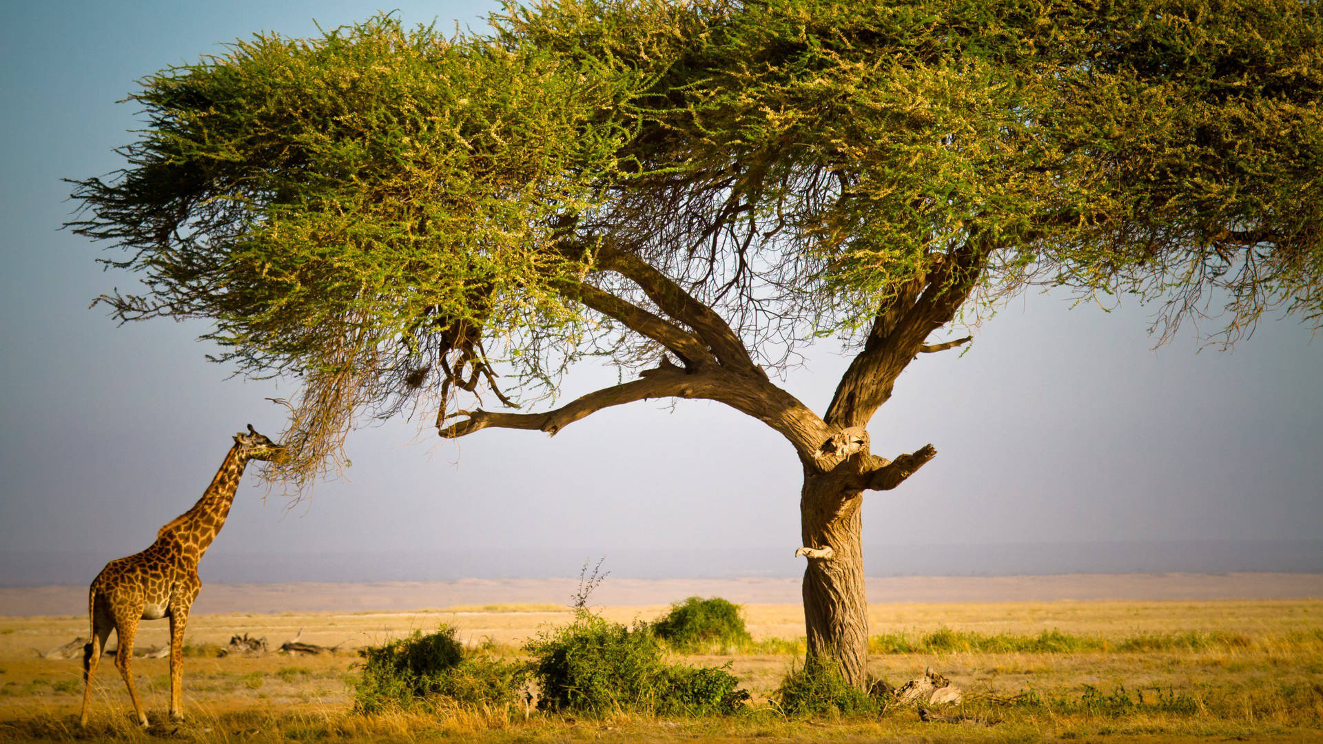 African Animals Wallpaper