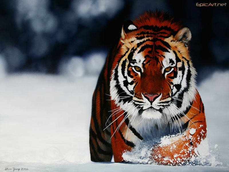Abstract Animals Tiger In The Snow Cats HD Desktop